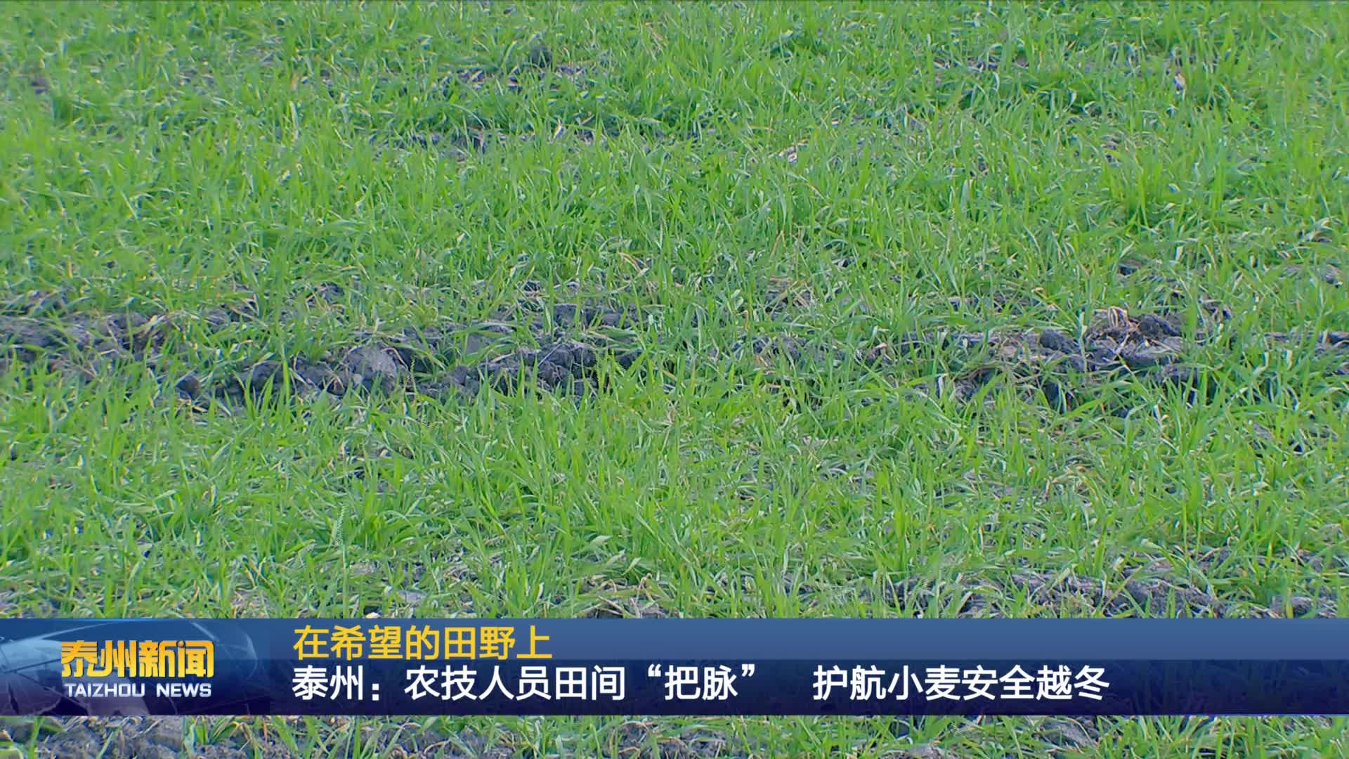 在希望的田野上  泰州：农技人员田间“把脉”护航小麦安全越冬