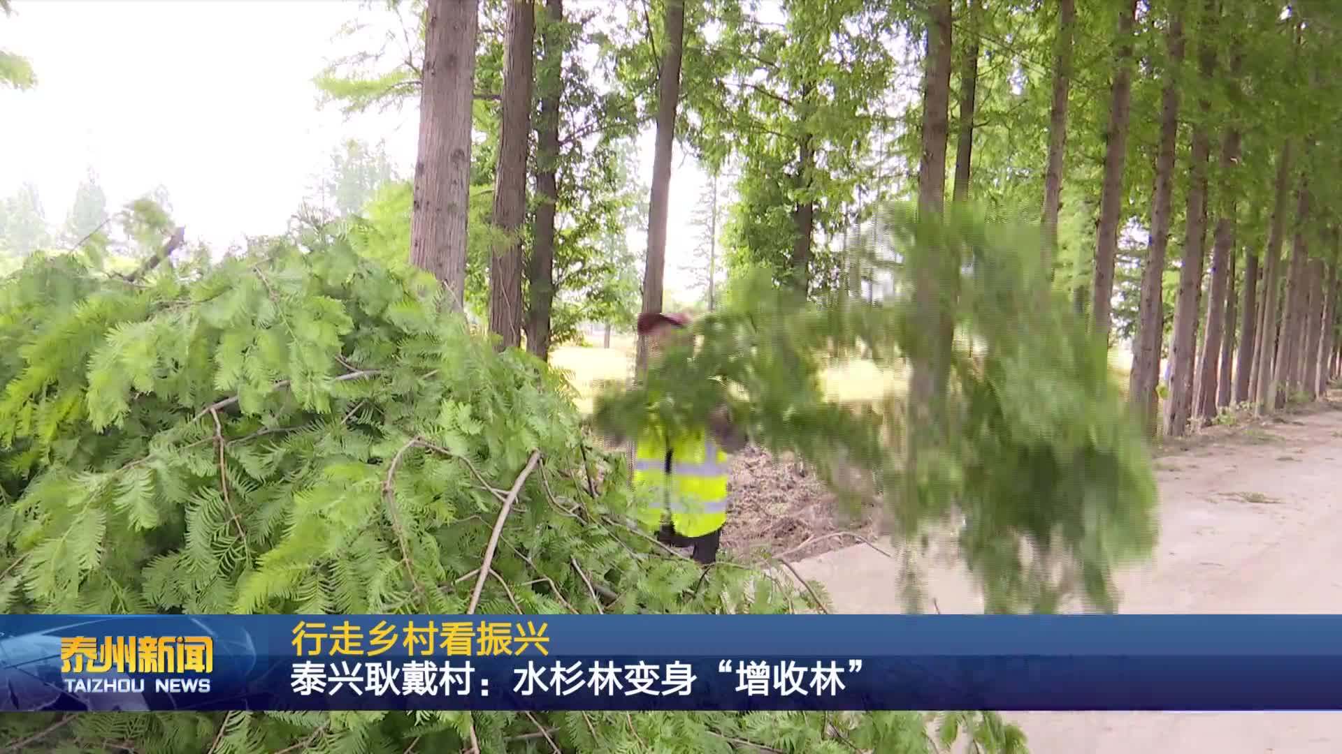 行走乡村看振兴  泰兴耿戴村：水杉林变身“增收林”
